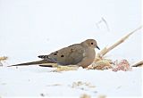 Mourning Dove